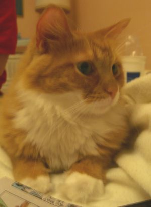 Dandy reading in bed