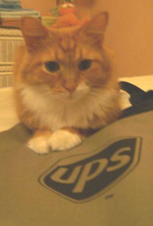 Dandy, UPS, and Garfield