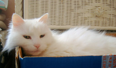 Marshmellow is Seventeen