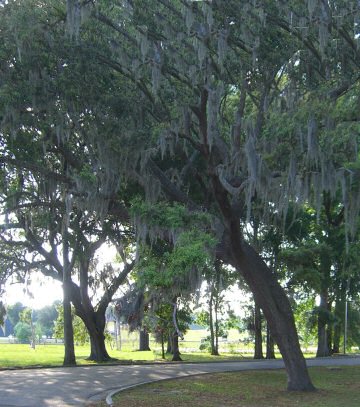 Spanish Moss