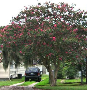 Crape Myrtle with Spanish Moss
