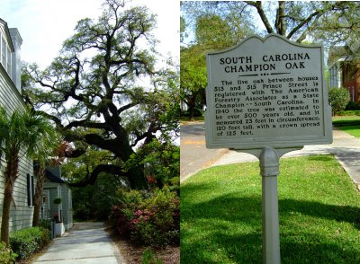 South Carolina Champion Live Oak