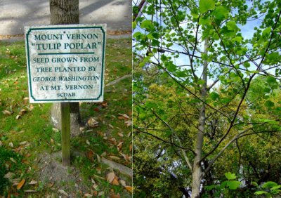 Mount Vernon Tulip Poplar, Georgetown, SC