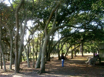 Live Oaks at Myrtle Beach