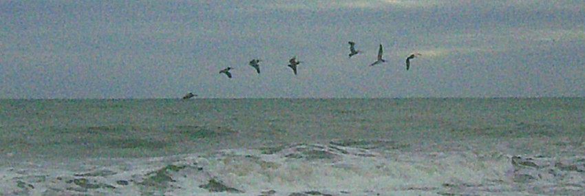 Brown Pelicans in Myrtle Beach
