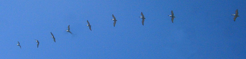 Brown Pelicans in Myrtle Beach