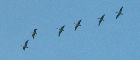 Canada Geese (Branta canadensis)