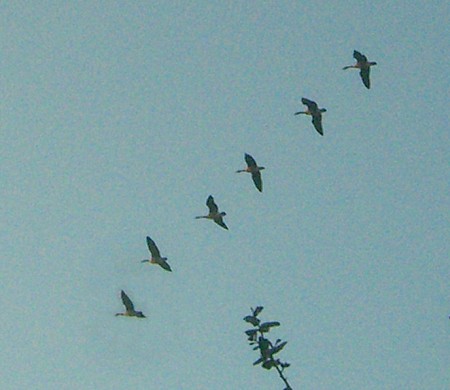 Canada Geese (Branta canadensis)