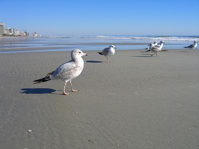 Seagulls, Myrtle Beach
