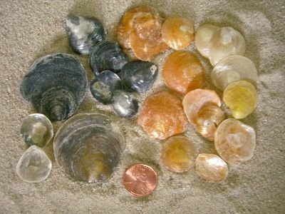 Jingle Shell (Anomia simplex Orbigny, 1842)