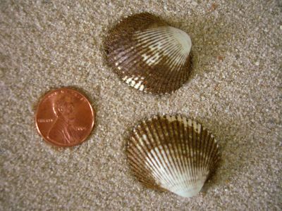 Blood Ark (Anadara ovalis Brugiere, 1789)