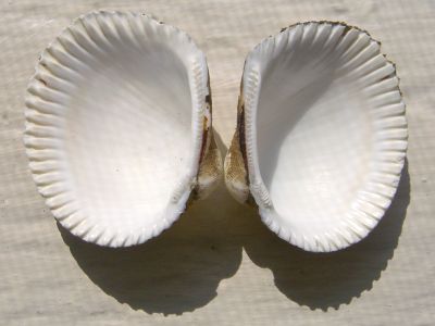 Blood Ark (Anadara ovalis Brugiere, 1789)