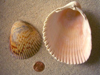 Vanhyning's Heart Cockle (Dinocardium robustum Vanhyningi Clench & Smith, 1944)