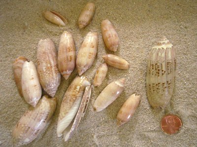 Lettered Olive Shell (Oliva sayana Ravenel, 1834)