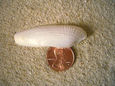 Campeche Angel Wing (Pholas campechiensis)
