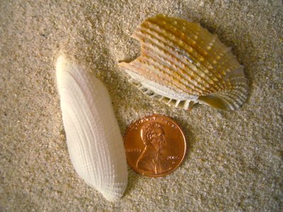 Campeche Angel Wing (Pholas campechiensis)