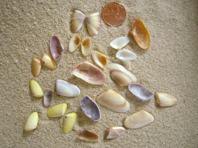 Coquina (Donax variabilis Say 1822)