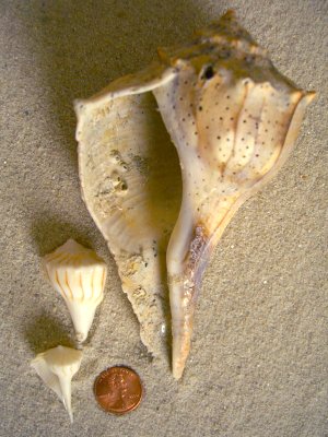 Lightning Whelk (Busycon contrarium Conrad)