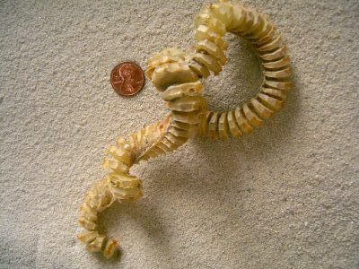 Lightning Whelk (Busycon contrarium Conrad)