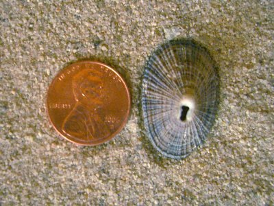 Cayenne Keyhole Limpet (Diodora cayenensis Lamarck, 1822)