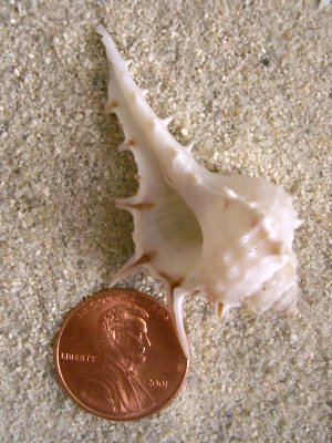 Cabrit's Murex (Murex cabritii Bernardi, 1859)