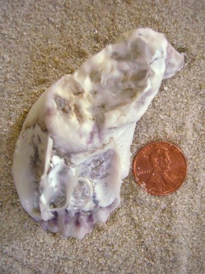 Common Atlantic Oyster (Crassostrea virginica Gmelin, 1791)