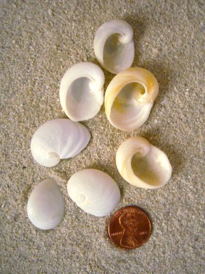 Common Baby's Ear (Sinum perspectivum Say, 1831)