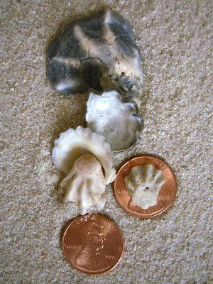 Kitten's Paw (Plicatula giblosa Lamarck, 1801)