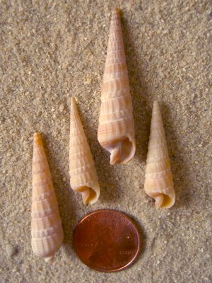 Common American Auger (Terebra dislocata Say, 1822)