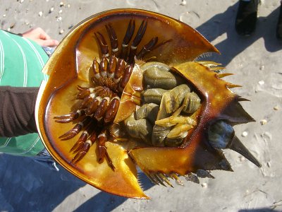 Atlantic Horseshoe Crab (Limulus polyphemus)