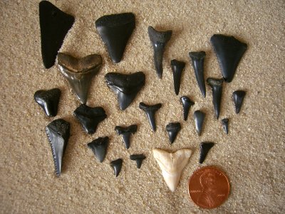 Shark's Teeth