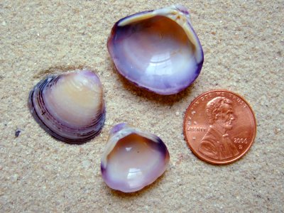 Carolina Marsh Clam (Polymesoda caroliniana Bosc, 1801)