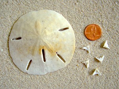 Sand Dollar (Clypeasteroida A. Agassiz, 1872)