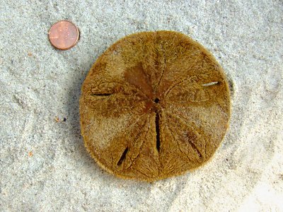 Sand Dollar (Clypeasteroida A. Agassiz, 1872)