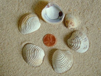 Cross-Barred Venus (Chione cancellata Linnaeus, 1767)