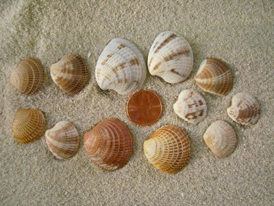 Cross-Barred Venus (Chione cancellata Linnaeus, 1767)