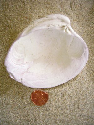 Northern Quahog (Mercenaria mercenaria Linnaeus, 1758)