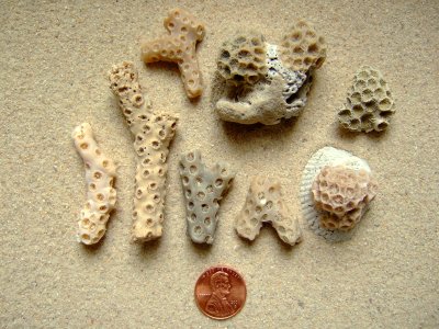 Coral (Zoantharia)