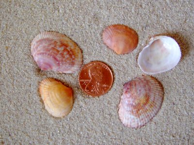 Spiny Paper Cockle (Papridea soleniformis Brugiere, 1789)