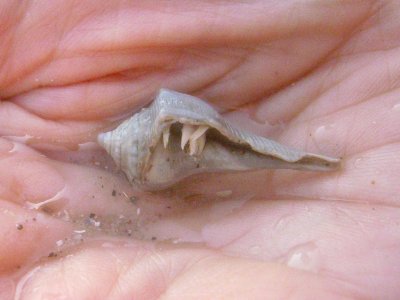 Hermit Crab (Paguroidea Latreille, 1802)