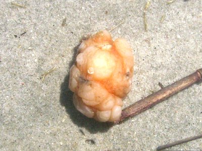 Sea Pork (Aphlidium constellatum Verrill, 1871)