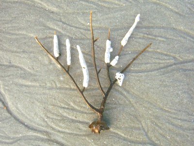 Sea Whip (Ellisella elongata Pallas, 1766)