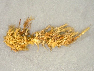 Sargassum (Sargassum C. Agardh)