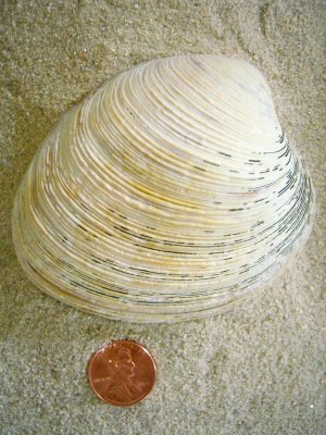 Southern Quahog (Mercenaria campechiensis Gmelin, 1791)