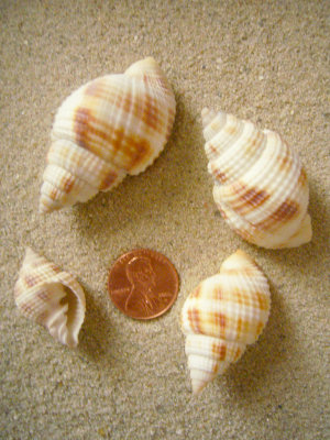 Common Nutmeg (Cancellaria reticulata Linnaeus, 1767)