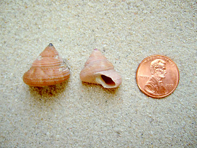 Sculptured Top Shell (Calliostoma euglyptum A. Adams, 1855)