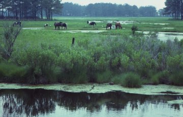 Assateague Island